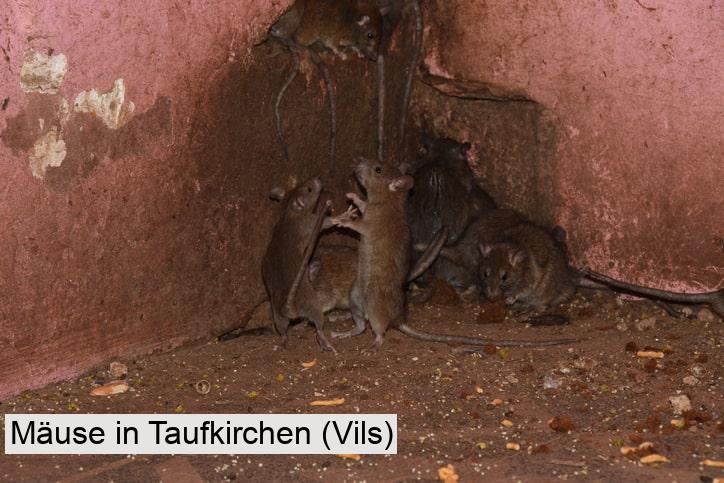 Mäuse in Taufkirchen (Vils)
